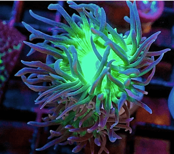 🪸 Duncan Coral ✨